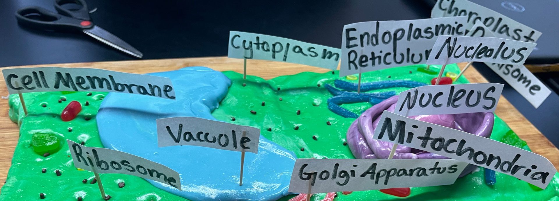 Science fair entry